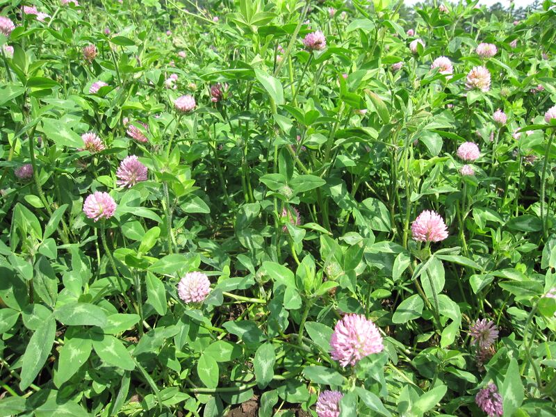ファイル:アカクローバー（マメ科・牧草）.jpg