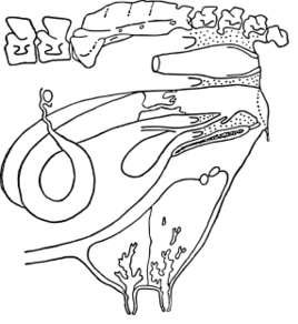 ファイル:ウシの雌性生殖器（側面）.svg